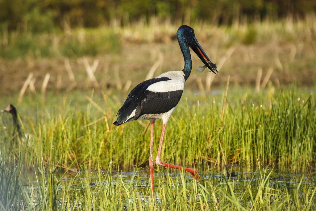 Bamurru Plains Point Stuart المظهر الخارجي الصورة